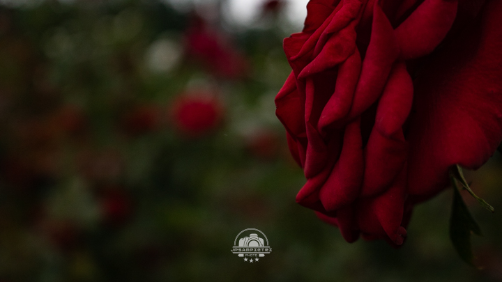 JPSampietri Photo Highlight