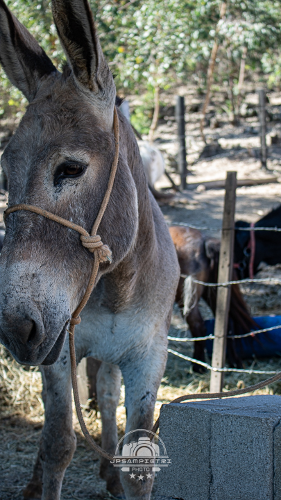 JPSampietri Photo Highlight